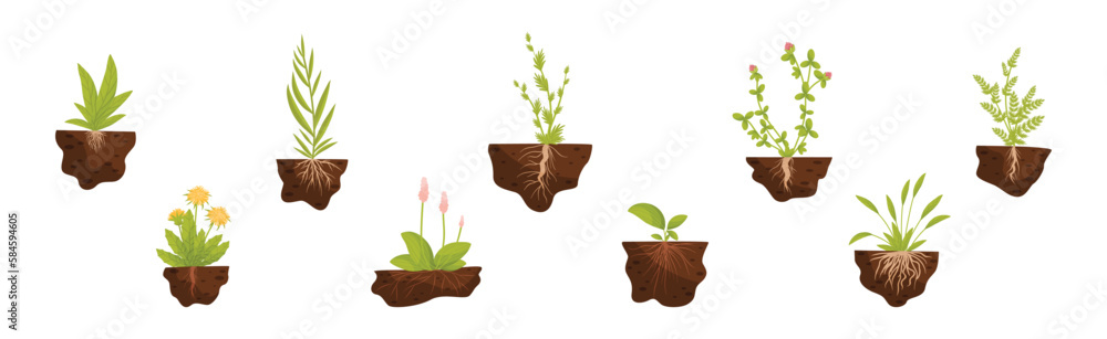 Plant Growing with Roots in Soil Vector Set Stock Vector | Adobe Stock