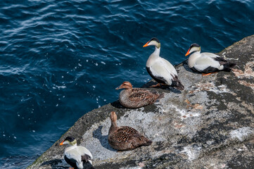 North Pacific Eiders (Somateria mollissima v-nigrum) at Chowiet Island, Semidi Islands, Alaska, USA