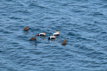 Wall Mural - North Pacific Eiders (Somateria mollissima v-nigrum) at Chowiet Island, Semidi Islands, Alaska, USA