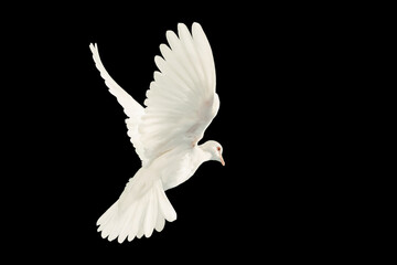 Canvas Afdrukken
 - White dove flying on black background and Clipping path .freedom concept and international day of peace 2023