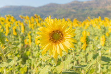 Wall Mural - Yellow Sunflower blooming field natural background