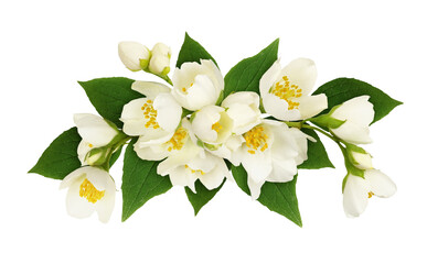 Wall Mural - jasmine flowers and leaves in a floral arrangement isolated on white or transparent background