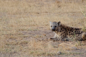 hyena