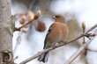 Common chaffinch (Fringilla coelebs), small songbird on the branch