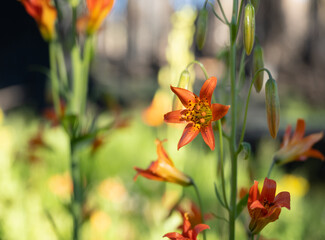 Poster - Tiny Tiger Lily Blossoms with Selective Focus