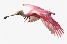 A Roseate Spoonbill In Flight (Platalea Ajaja) In Flight, Isolated With No Background (transparent PNG). Generative AI