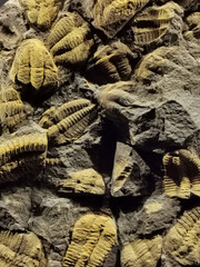 natural trilobite texture