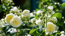 Bush Of White Roses. White Rose Bush Close Up. Blooming Garden Plant Under Sunlight With Blue Sky. Beautiful Climbing Alba Rose