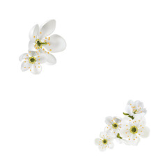 Wall Mural - flowers on white background