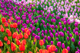 Fototapeta Tulipany - Field of lilac, purple, red tulips at sunset Floral background Tulip spring flowers concept Hello spring