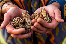 Hands Hold Freshly Picked Morel Mushrooms In Montana. Generative Ai