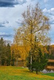 Fototapeta Las - Beautiful autumn landscape. Birch and spruce nearby. River bank in autumn.