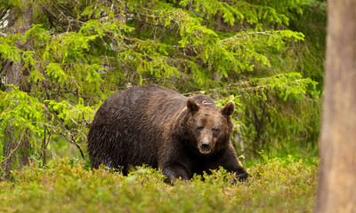 Wall Mural - impressive portrait of eurasian brown bear in a forest