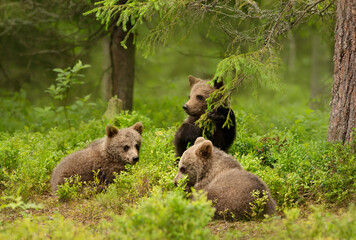 Wall Mural - close up of playful european brown bear cubs in a forest