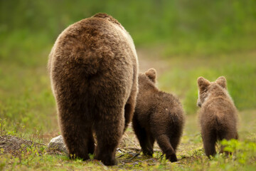 Wall Mural - Mama bear with her cubs heading back to a forest
