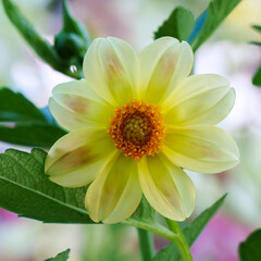 Beautiful Yellow dahlia flower in the garden. Soft focus