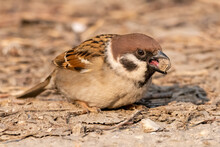 Eurasian Tree Sparrow Trying To Eat Small Rock