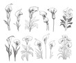 Set of calla lilies hand drawn sketch in doodle style illustration