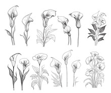 Set Of Calla Lilies Hand Drawn Sketch In Doodle Style Illustration
