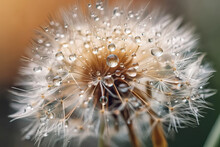 Macro Photography Of A Dandelion With Water Drops. Generative AI