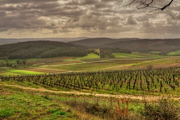 Canvas Print - Paysage en Bourgogne du sud.