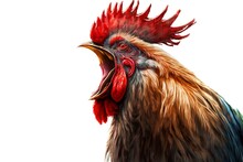 Head Red-black Rooster Portrait Isolated On White Background, Created With Generative Ai