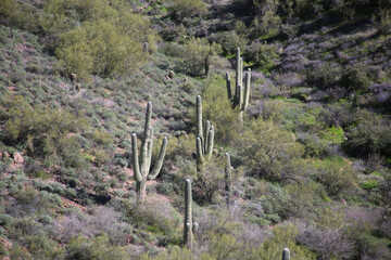 Poster - cactus in the desert