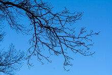 Silhouette Of A Bare Tree Branches Against Blue Sky