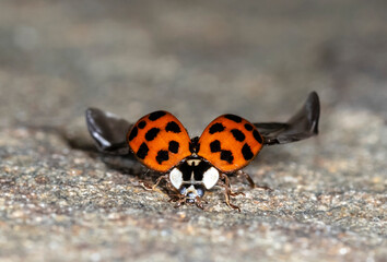 ladybird