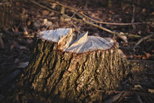 A Cut Tree Stump. Dark Key. Close-up. Blurred Background.