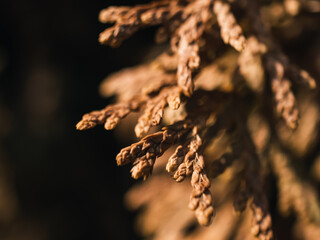 Wall Mural - Brown tree foliage