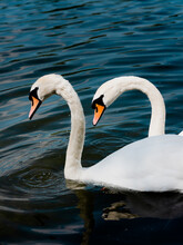 Two White Swans Swimming. 
