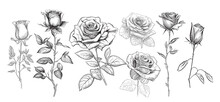 Set Of Roses Sketch Hand Drawn In Doodle Style Illustration