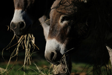 Canvas Print - Mini donkeys in dark lighting eating hay closeup on farm.