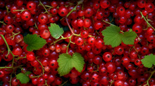 Currant Red Berries Background. Generative AI.