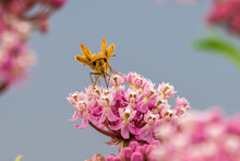 A Fiery Skipper Pollinating On A Swamp Milkweed Flower. Frontal Closeup View.