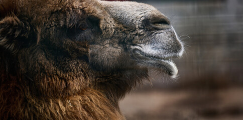 Portrait of an adult brown camel on a spring day