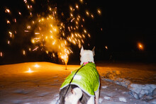 Festive Fireworks Fear Of Dogs