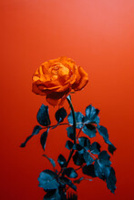 An Orange Rose With Red Background 