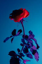 Red Rose With Drops And Blue Background