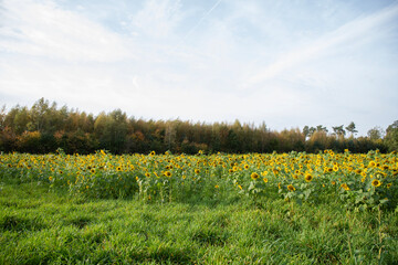 Wall Mural - field with blooming sunflowers against the blue sky sunflower oil