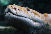 Close-up Photo Of An Albino Yellow Python's Face
