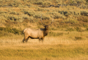 Canvas Print - Bull Elk during Fall Rut