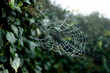 © Nikita Sursin/Stocksy - Spider web with raindrops in green plant