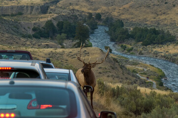 Canvas Print - Elk looking for a car ride