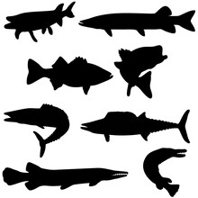 Collection Of Silhouette Predatory Fish