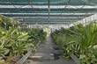 © Marco Reggi/Stocksy - greenhouse with different types of green plants