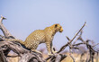 © Elena Saurius & Dani Rex/Stocksy - Beautiful leopard Looking For A Prey In The African Savanna
