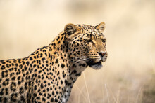 Beautiful Leopard Looking For A Prey In The African Savanna
