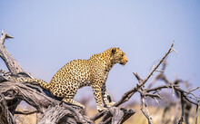 Beautiful Leopard Looking For A Prey In The African Savanna